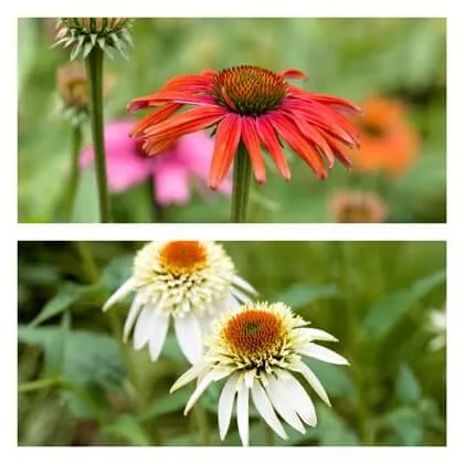 Echinacea flowers