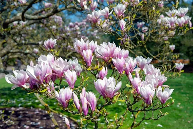 Růžovo-bílé květy magnolie v plném rozkvětu na větvích.