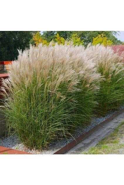 Řada vysokých ozdobnic čínských miscanthus rostoucích v kamenném záhonu.
