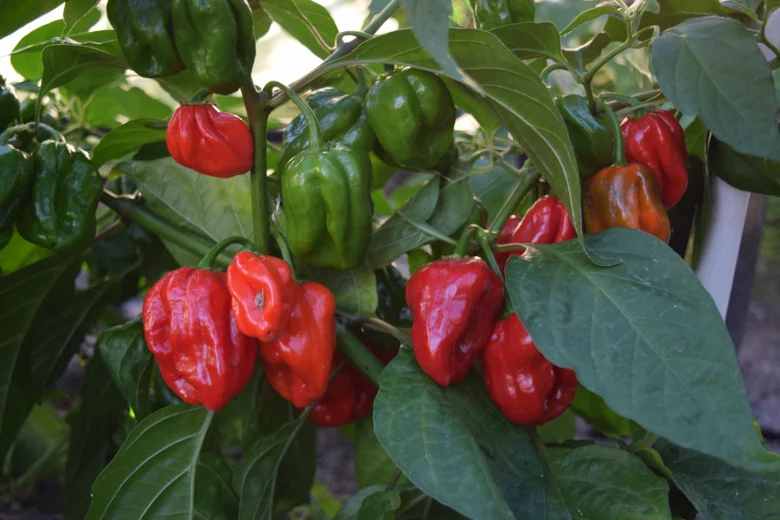 Zralé červené a nezralé zelené papričky habanero rostoucí na keři.
