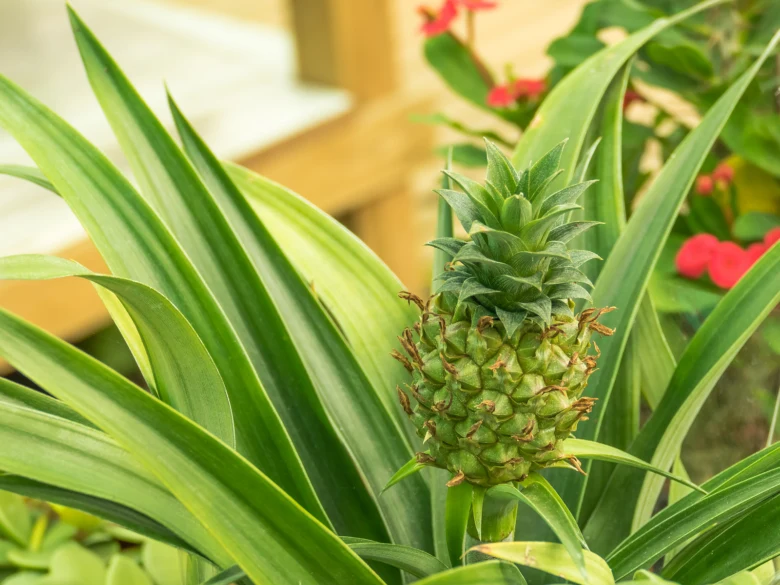 Mladý zelený ananas rostoucí mezi listy v zahradě.