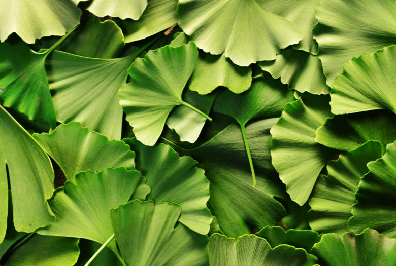 Detailní fotografie zelených listů jinanu dvoulaločného.