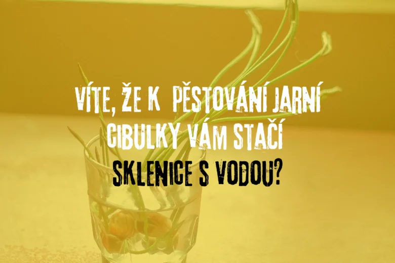 Jarní cibulka pěstovaná ve sklenici s vodou