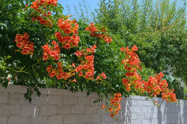Trubač velkokvětý s oranžovými květy rostoucí nad bílou zdí.