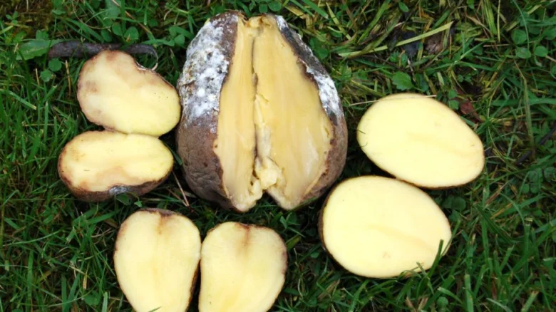 Brambory rozkrojené na trávníku po sklizni