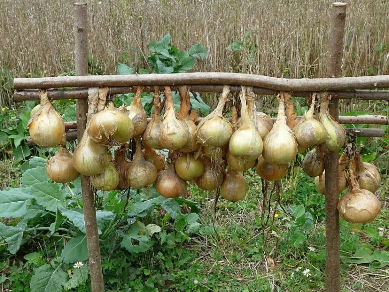 Zralé cibule visí na dřevěném rámu v zahradě po sklizni.
