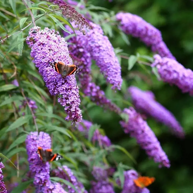 Purple butterfly bush with butterflies
