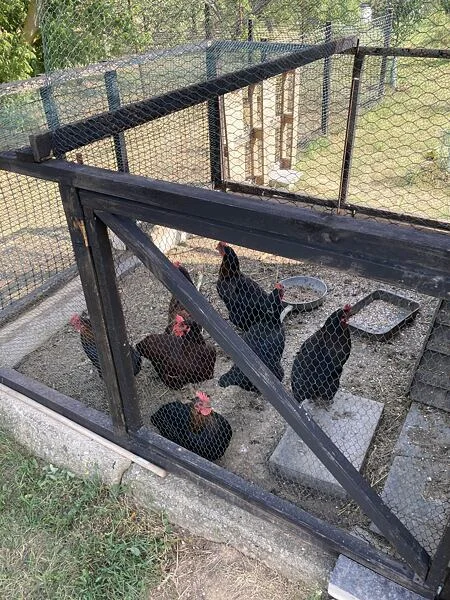 Kurčata v ohradě s misky na krmivo venku.