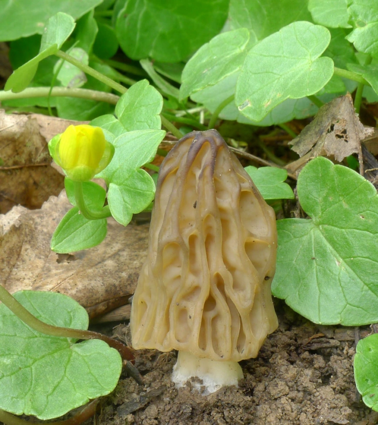 Morel mushroom