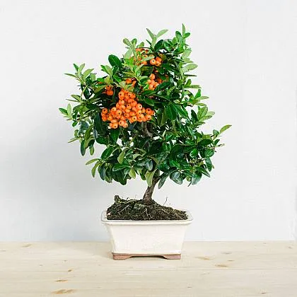 Bonsai with berries