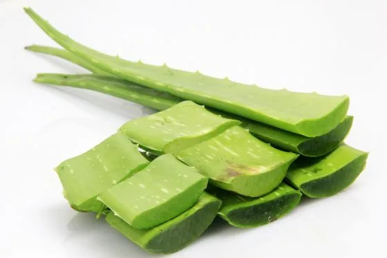 Čerstvé listy aloe vera s viditelným vnitřním gelem.
