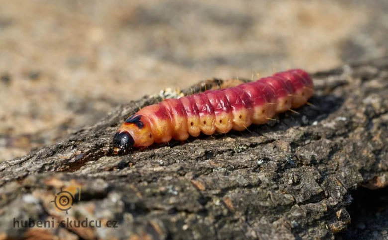 Barevný larva drvopleňe na kůře stromu.