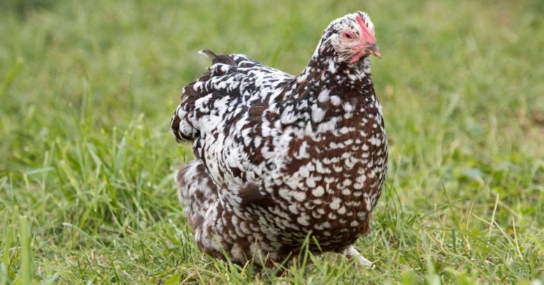Černobílá slepice s skvrnitým peřím stojí na zelené trávě.