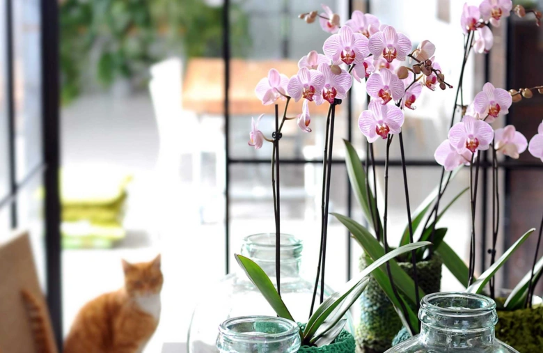 Růžové orchideje v sklenicích na okně s kočkou.