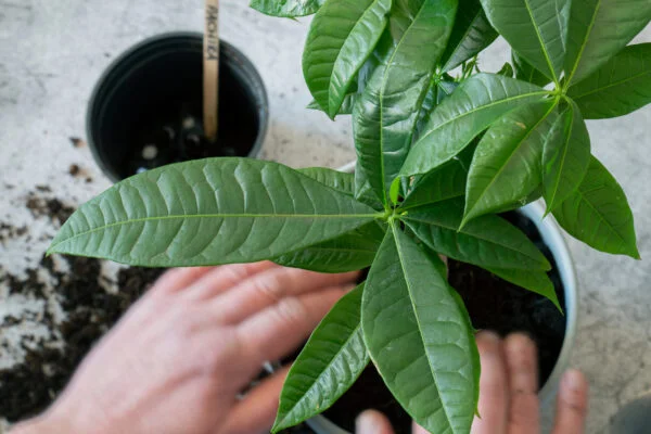 Potted pachira plant with hands repotting