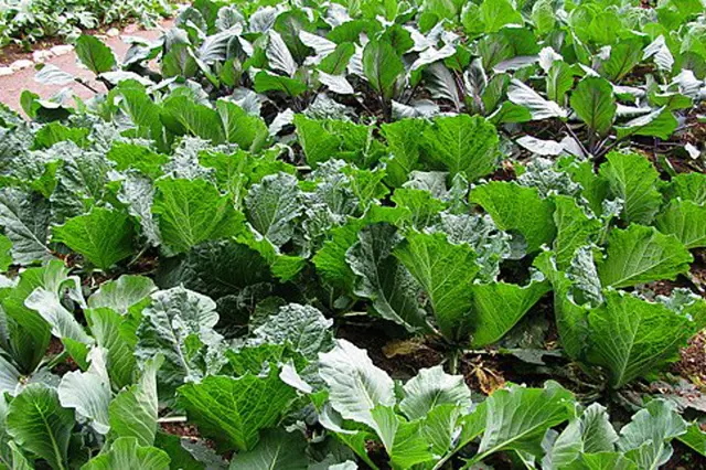 Growing cabbage in garden