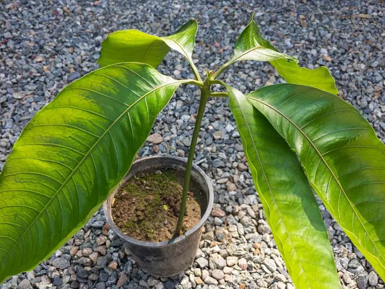 Mango seedling in pot