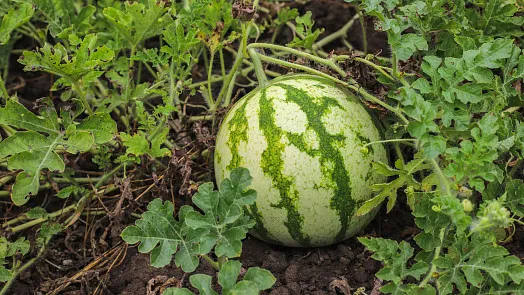 Meloun rostoucí na vinici mezi listy a půdou.