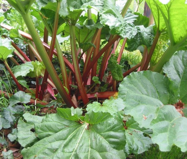 Mature red-stalked rhubarb ready for harvest in garden.
