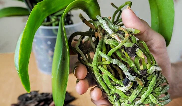 Orchidej s poškozenými kořeny pokrytými plísní v ruce.