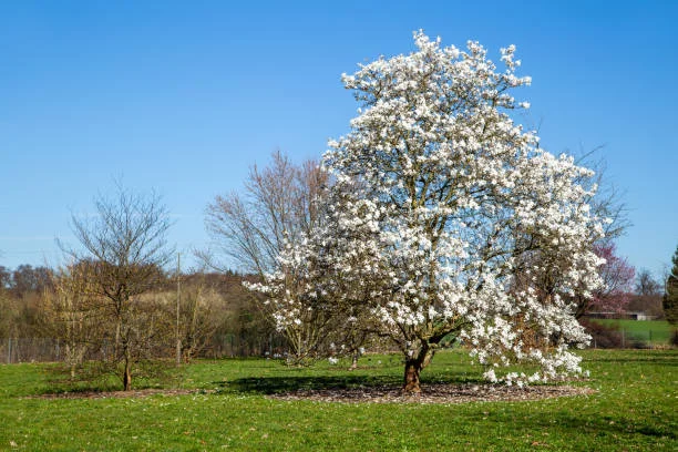 Velká kvetoucí magnolie na trávníku pod modrou oblohou.