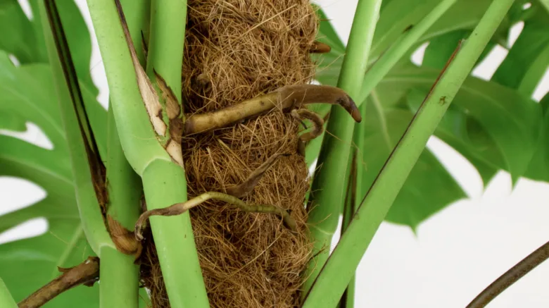 Monstera deliciosa s vzdušnými kořeny obalenými mechem.