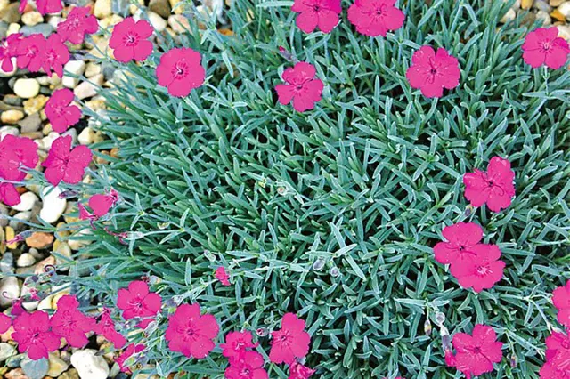Pink dianthus flowers in garden bed