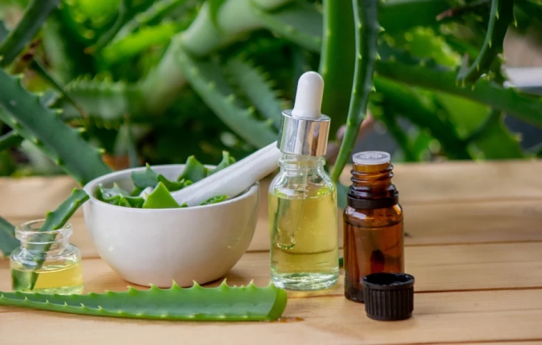 Čerstvé listy aloe vera se zpracovávají na gel s kapátkem oleje vedle.