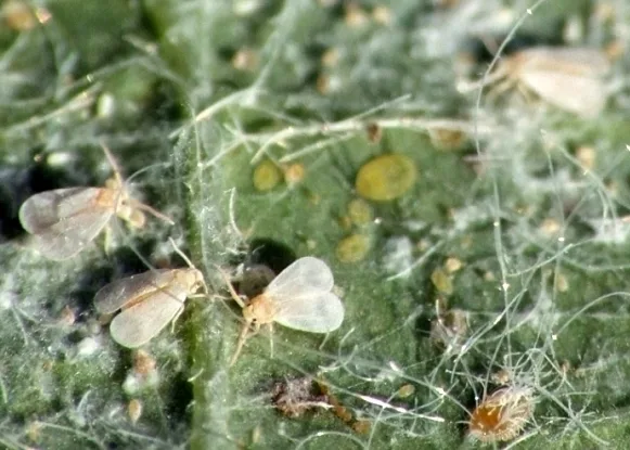 Whiteflies on leaf