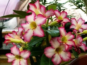 Květy pouštní růže adenium s fialovými okraji a žlutým středem.