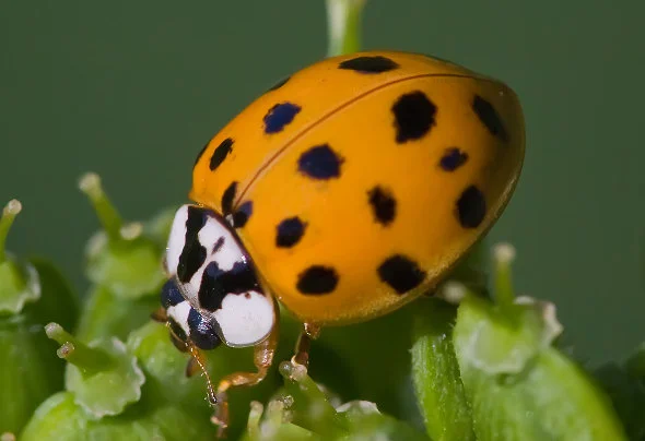 Ladybug on plant