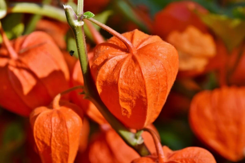 Zblízka oranžové plody physalis rostoucí na keři.
