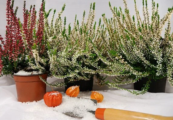 Mrazuvzdorné heather v nádobách s umělým sněhem a dýněmi.