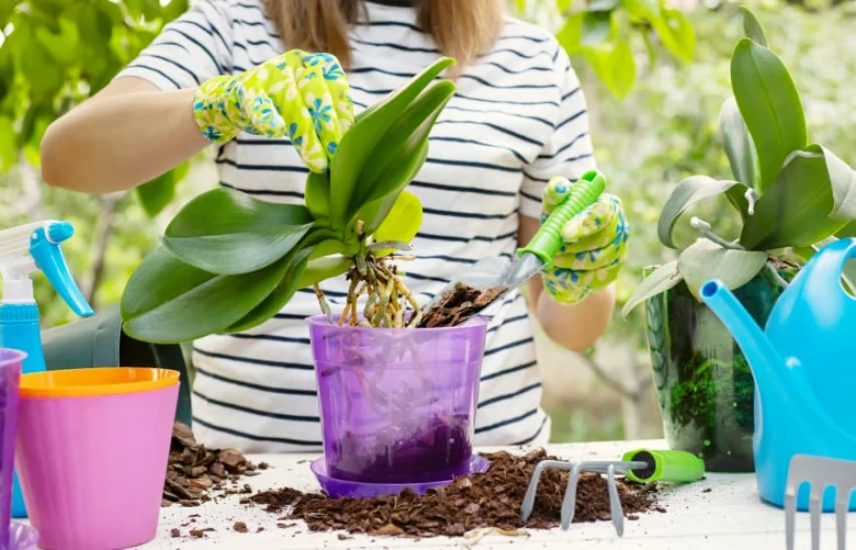 Osoba s rukavicemi přesazuje orchidej do nového květináče.