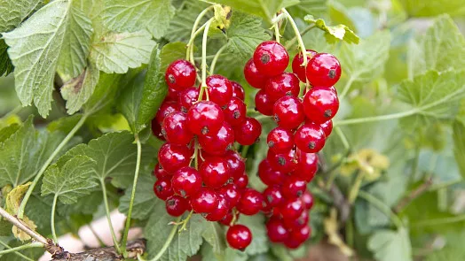 Red currant berries on bush