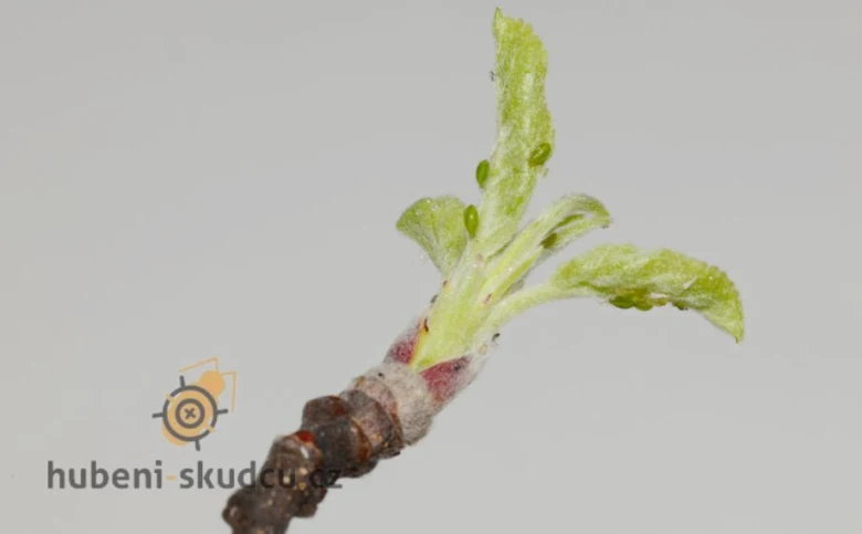 Aphids on new leaves