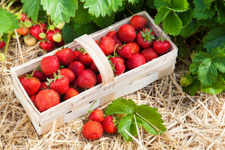 Fresh strawberries in basket