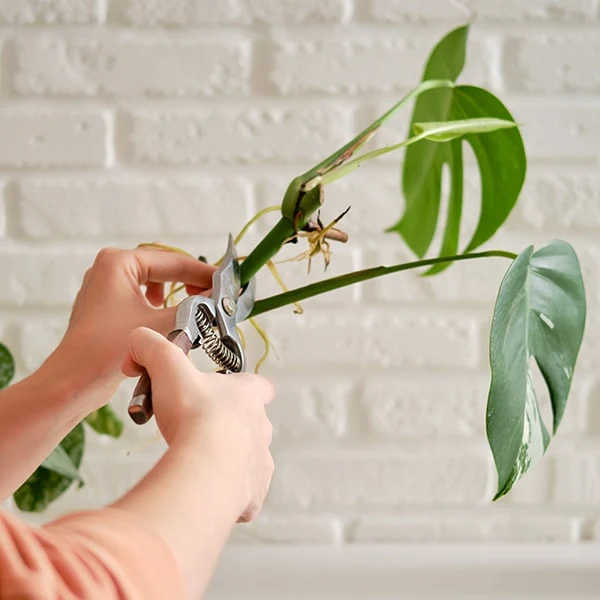 Ruční řezání stonku rostliny monstera nůžkami.