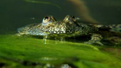 Kudlanka nábožná plavoucí ve vodě s viditelnými očima.