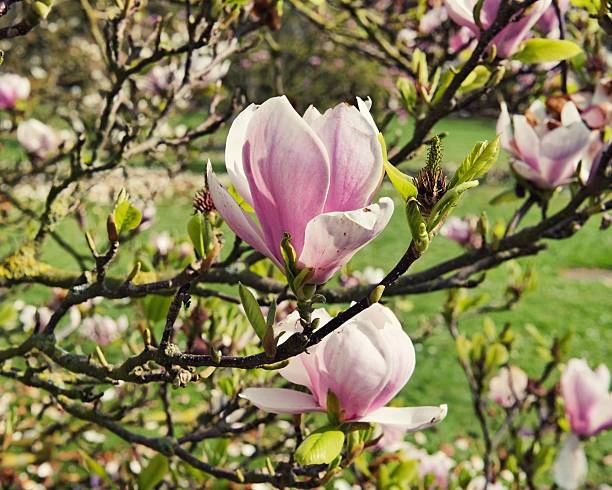Růžové květy magnolie na větvích v zahradním prostředí.