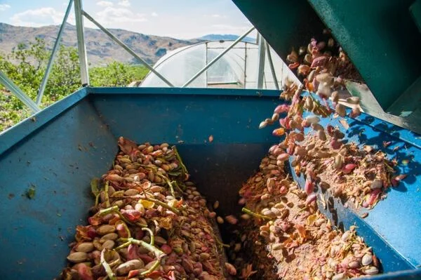 Pistácie s plstí jsou zpracovávány v modrém stroji na farmě.