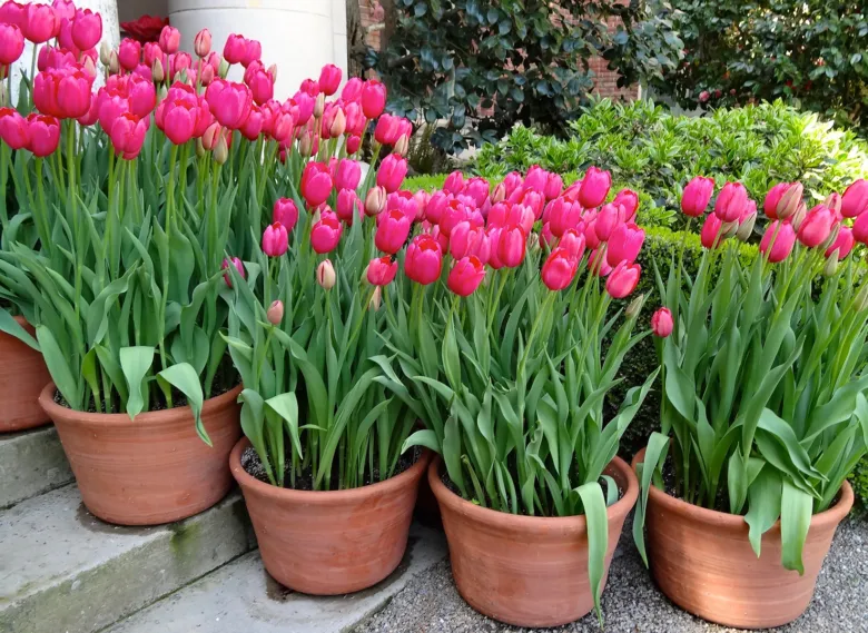 Různé druhy růžových tulipánů v hrncích na zahradě.