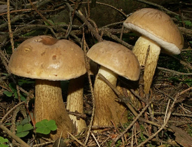 Hřiby žlučníky rostoucí na lesní zemi mezi větvičkami.
