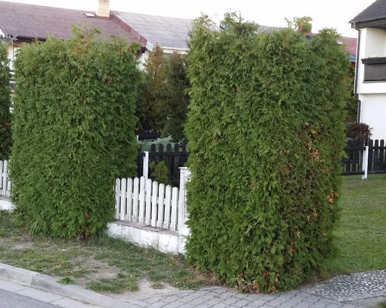 Dvě vysoké husté zelené ploty z tuji vedle bílého plotu.