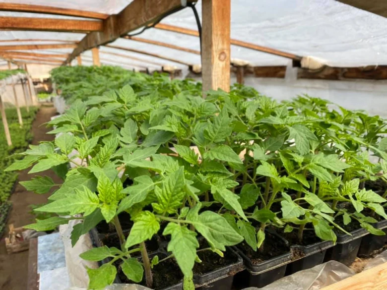 Tomato seedlings in trays