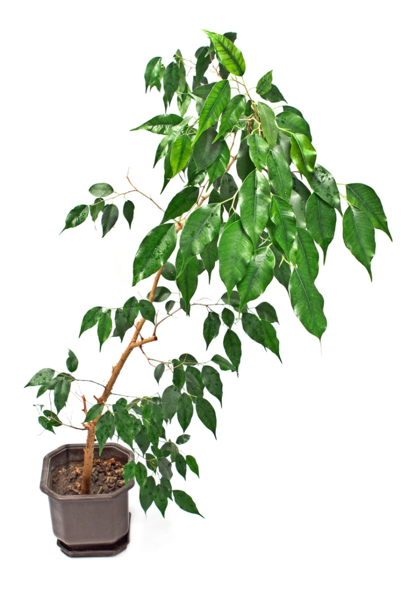 Potted ficus bonsai plant