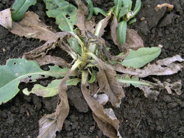 Pocháň rolní s uschlými listy v poli mezi zelenou vegetací.