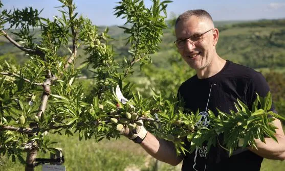 Muž řezí větvičku mandlového stromu plného zelených ořechů.