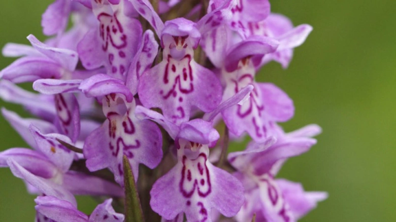 Fialové divoké orchideje rostoucí v přírodním prostředí.