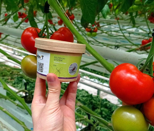 Hand holding pest control product near tomatoes